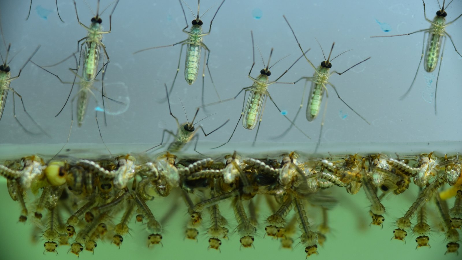 Adult-mosquitoes-with-mosquito-larvae-underwater