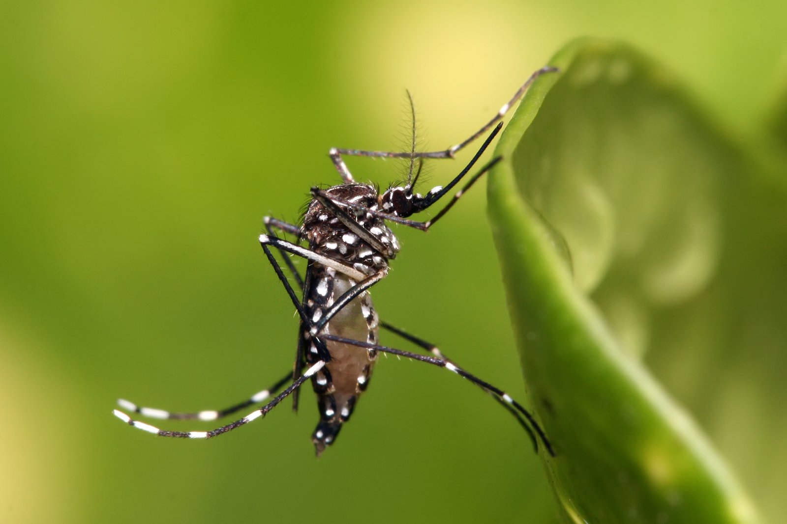 Close-up of an Aedes aegypti mosquito, a primary vector of chikungunya