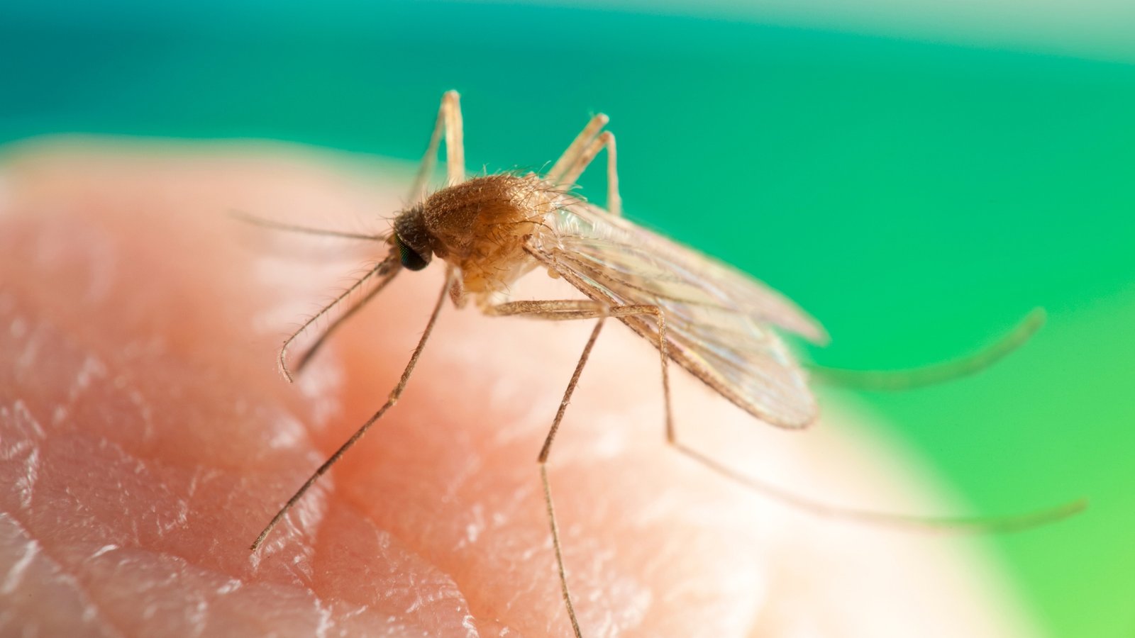 Aedes_vexans