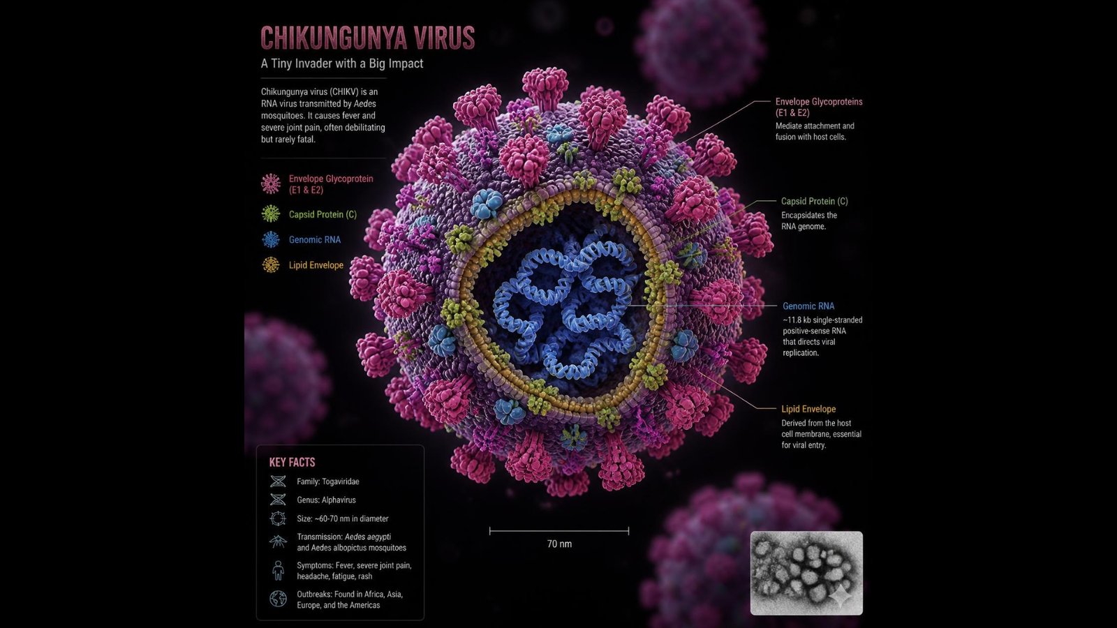 Chikungunya-Virus
