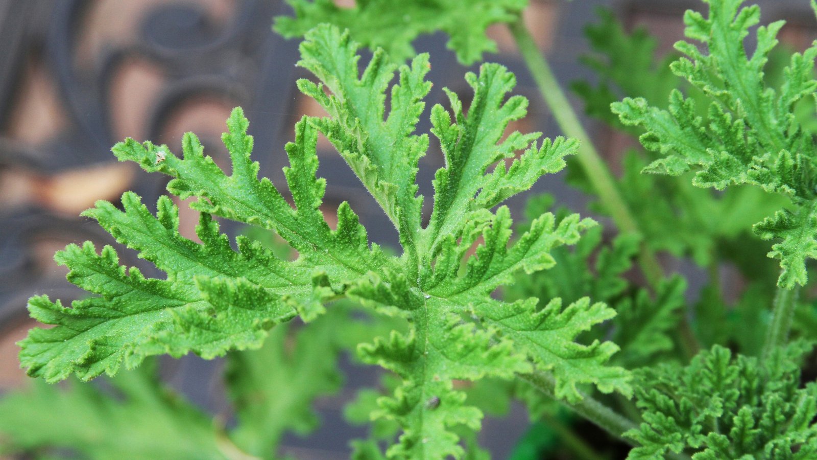 A scented geranium sold in stores as a mosquito plant, a Pelargonium, which is not true citronella