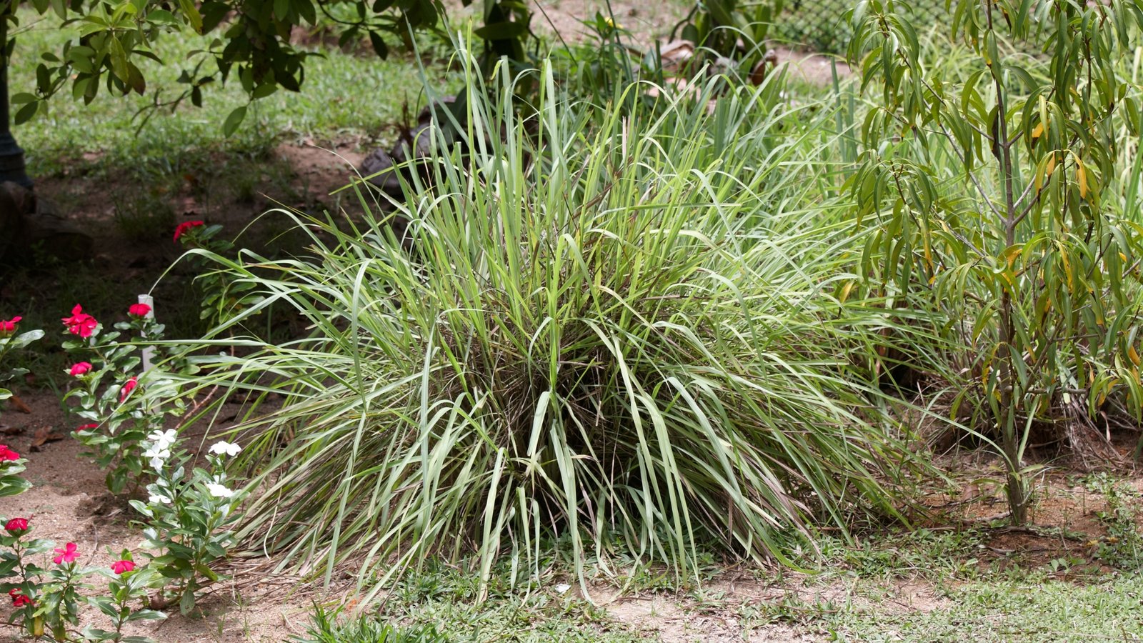 Citronella_grass