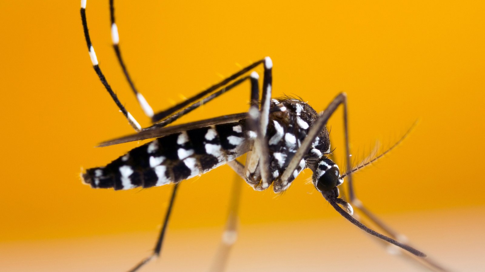 Close-up-of-Asian-tiger-mosquito