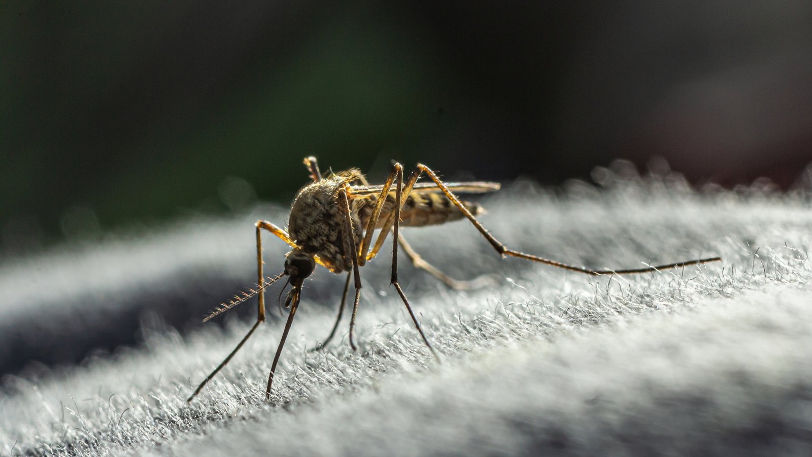 Close-up-of-mosquito-on-clothing-material