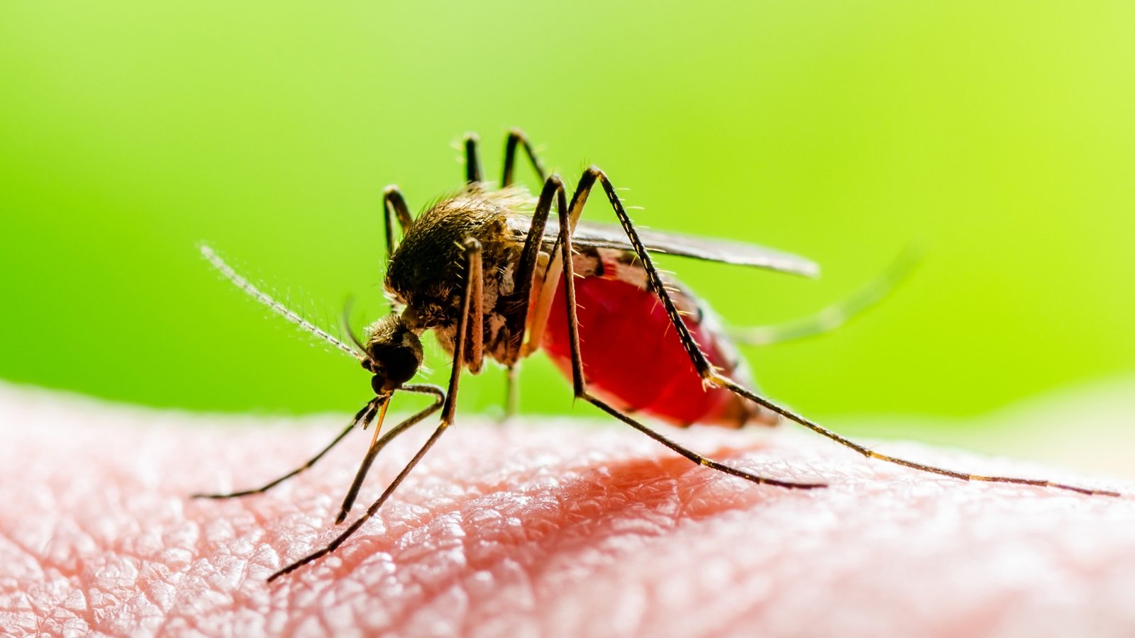 Close-up-of-mosquito-on-human-skin-filled-with-blood-bright-background