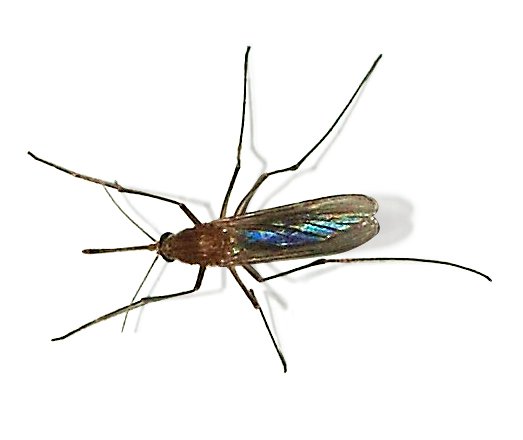 Culex_pipiens