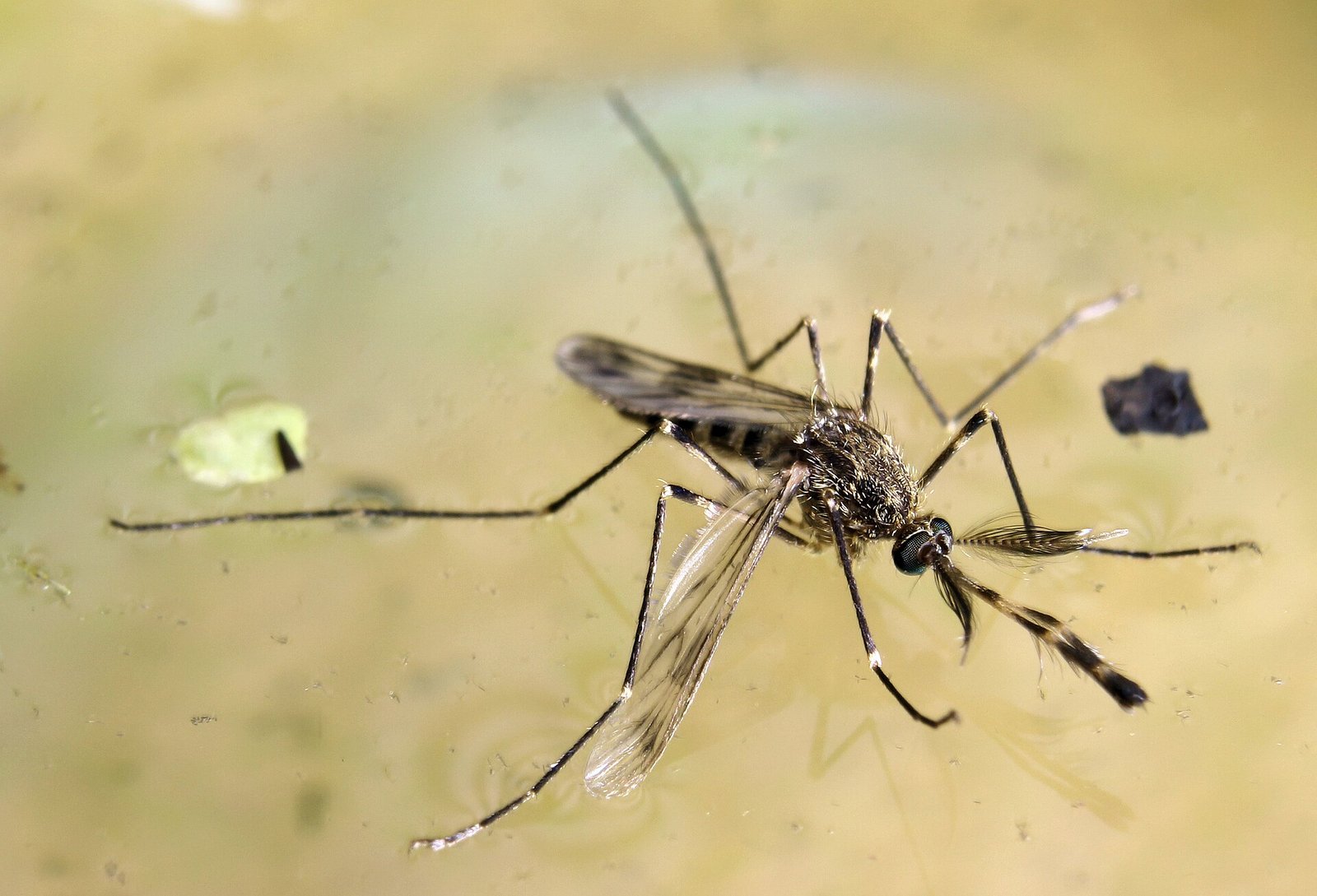 Culex tarsalis, the western encephalitis mosquito, a vector of St. Louis encephalitis virus in western and central states
