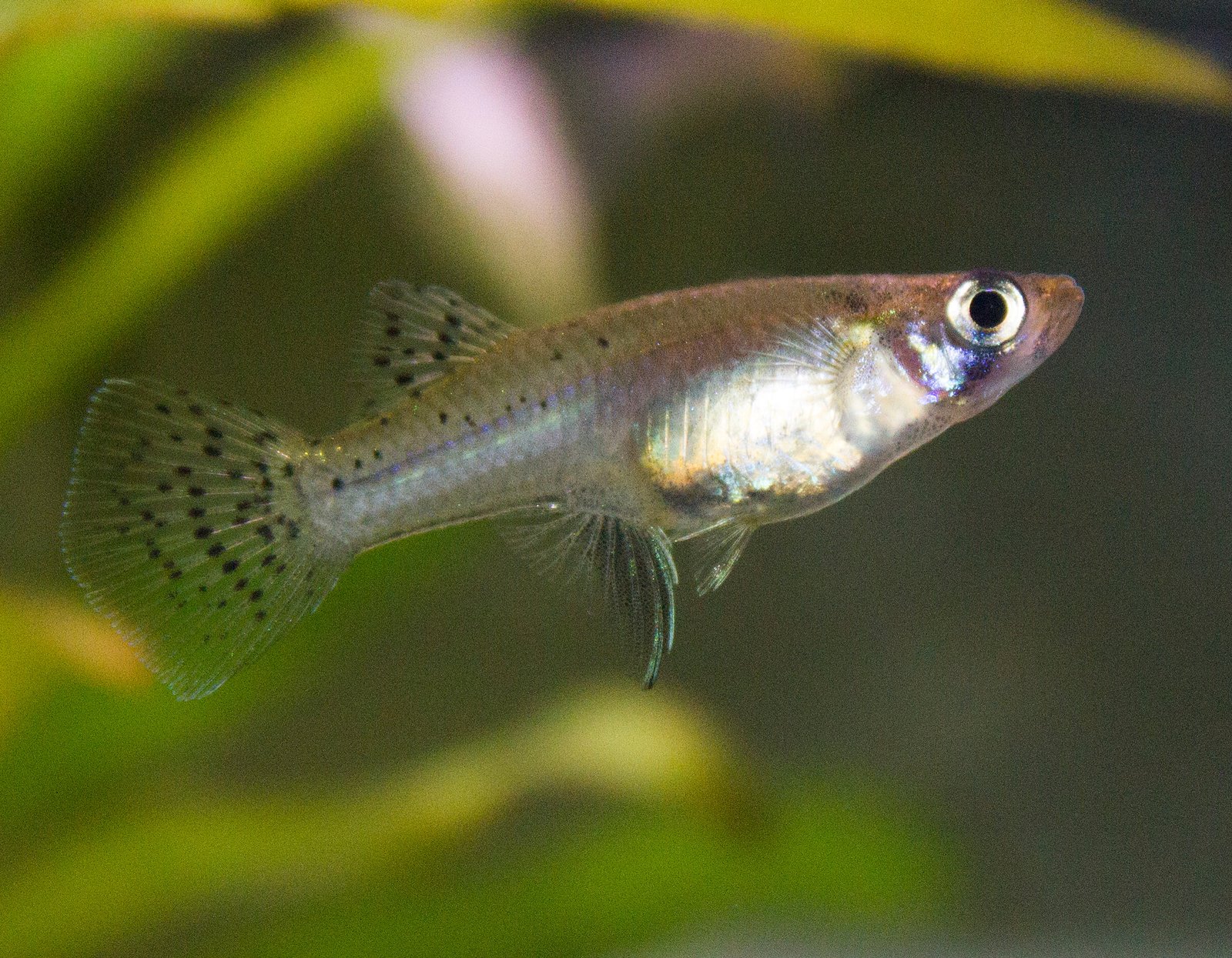 Gambusia_mosquitofish