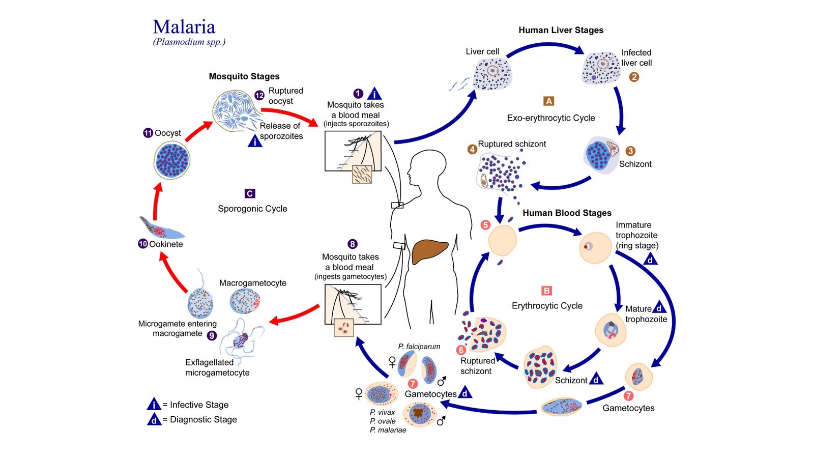 Diagram of the malaria parasite life cycle moving between the Anopheles mosquito and the human liver and red blood cells