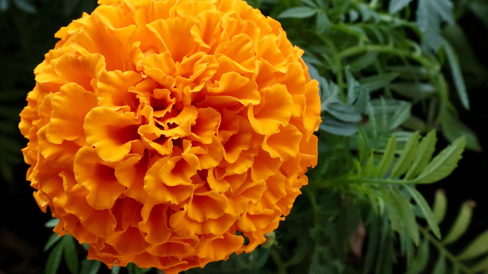 Orange and yellow marigold flowers in a garden bed