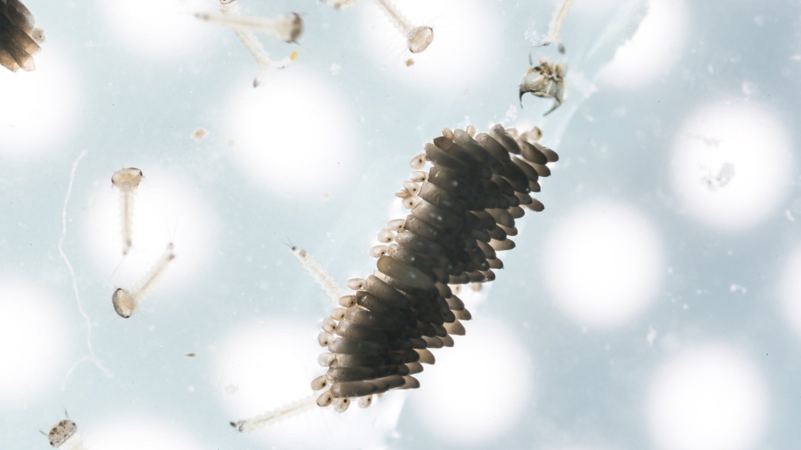 Mosquito eggs and newly hatched larvae viewed under a microscope, showing individual egg structure