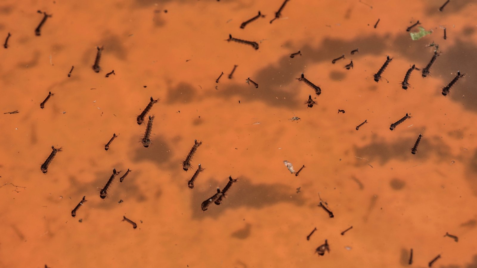 Mosquito larvae suspended just below the surface of a container of standing water.