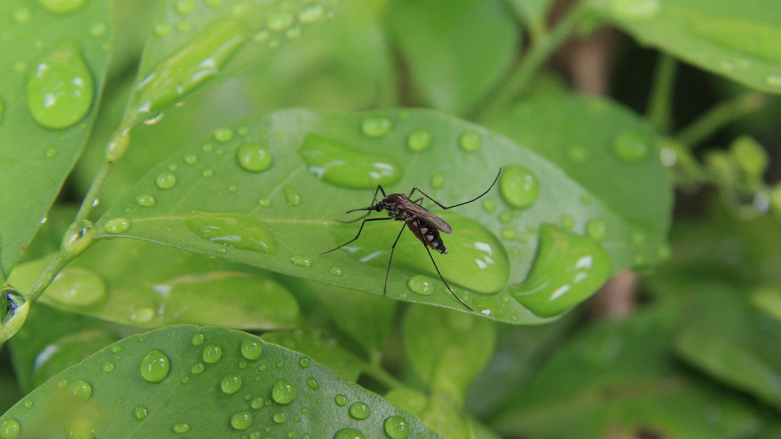 Mosquito-on-wet-leaves-after-rainfall