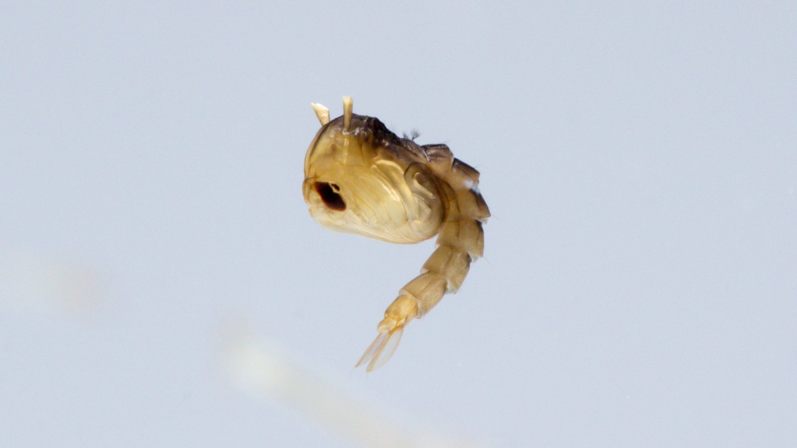 Mosquito_pupa_tumbler
