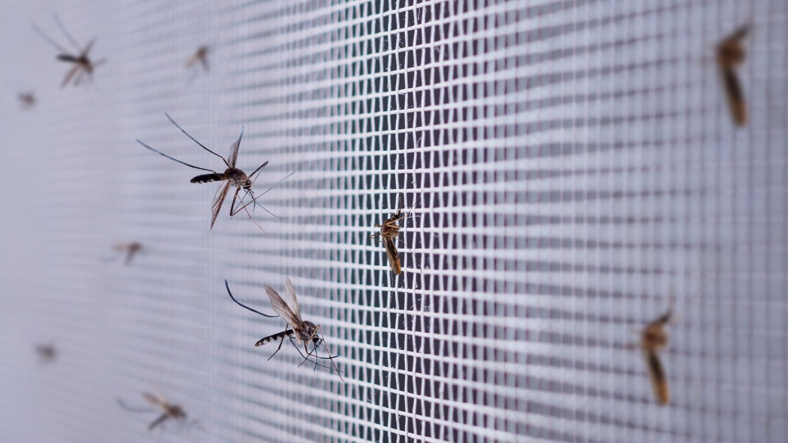 Mosquitoes-on-window-screen