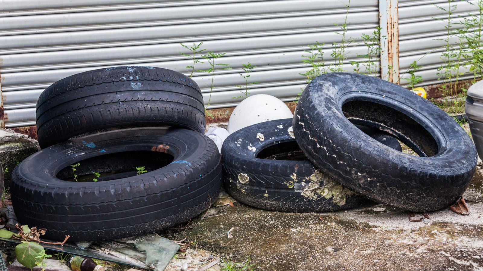 Old-tires-filled-with-water-mosquito-breeding-ground