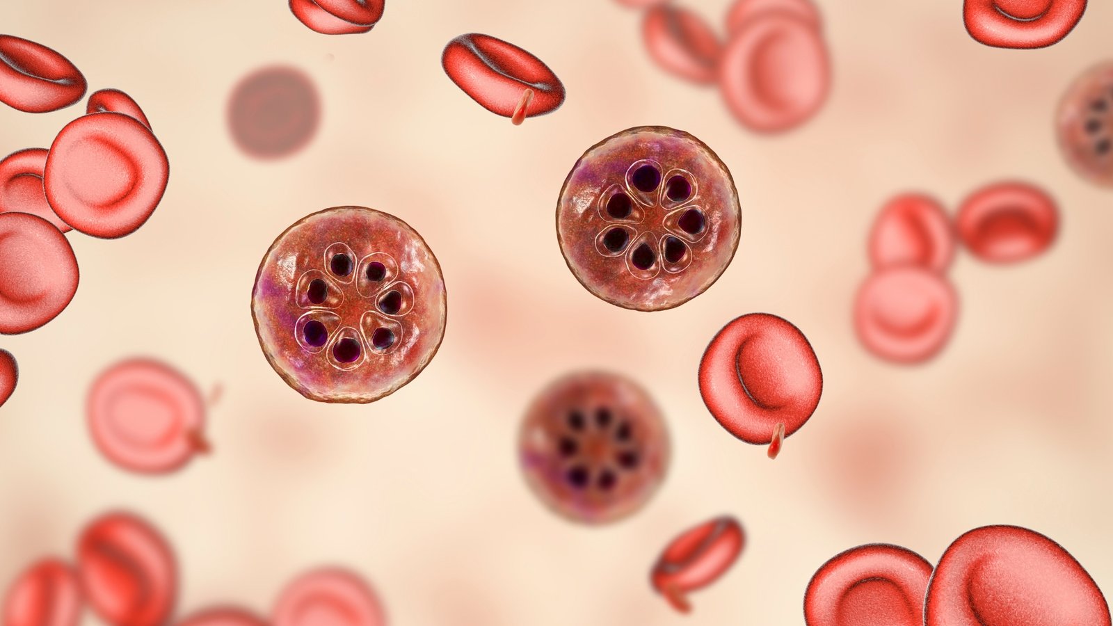 Illustration of a Plasmodium parasite inside a human red blood cell