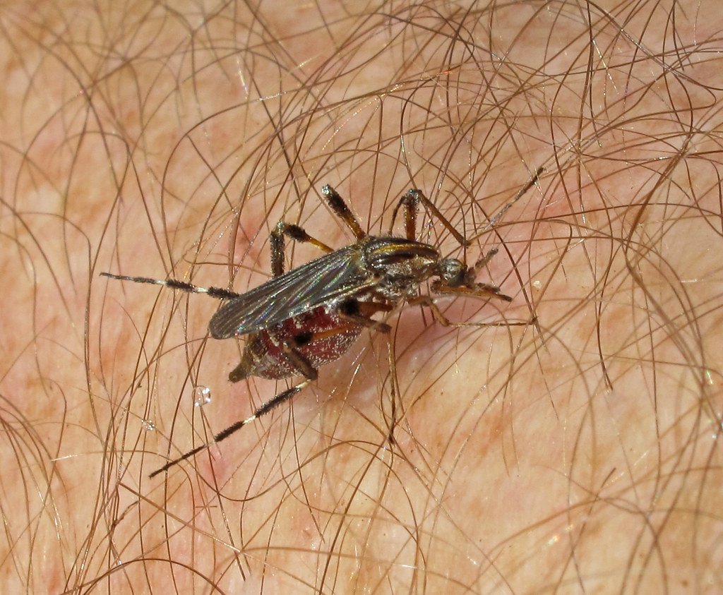 Psorophora_ciliata