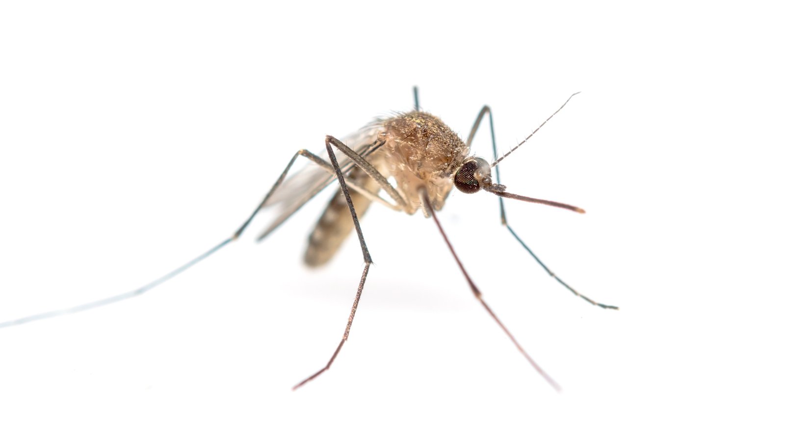 Single-mosquito-up-close-white-background