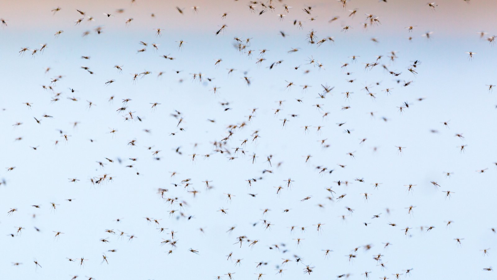 Swarm-of-mosquitoes-in-the-sky