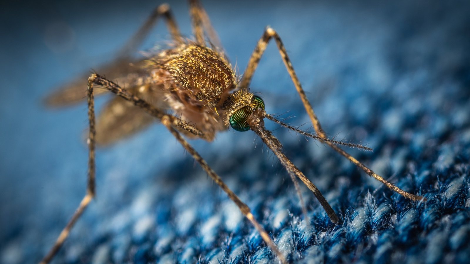 Up-close-mosquito-on-blue-jean-material.-Macro-details