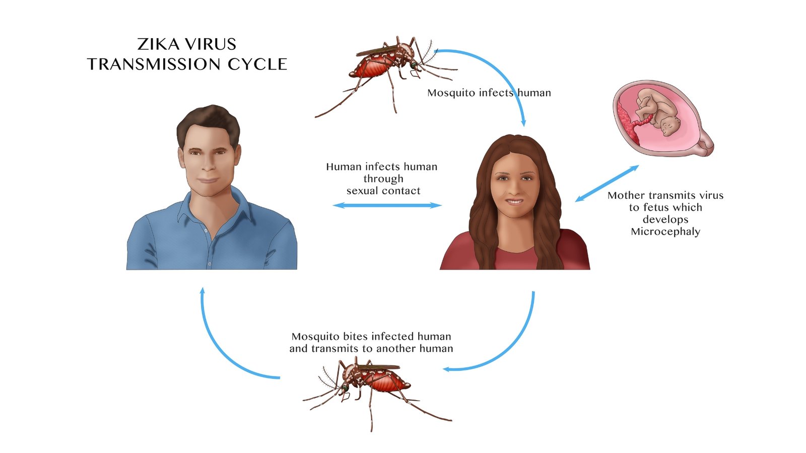 Zika-virus-transmission-cycle