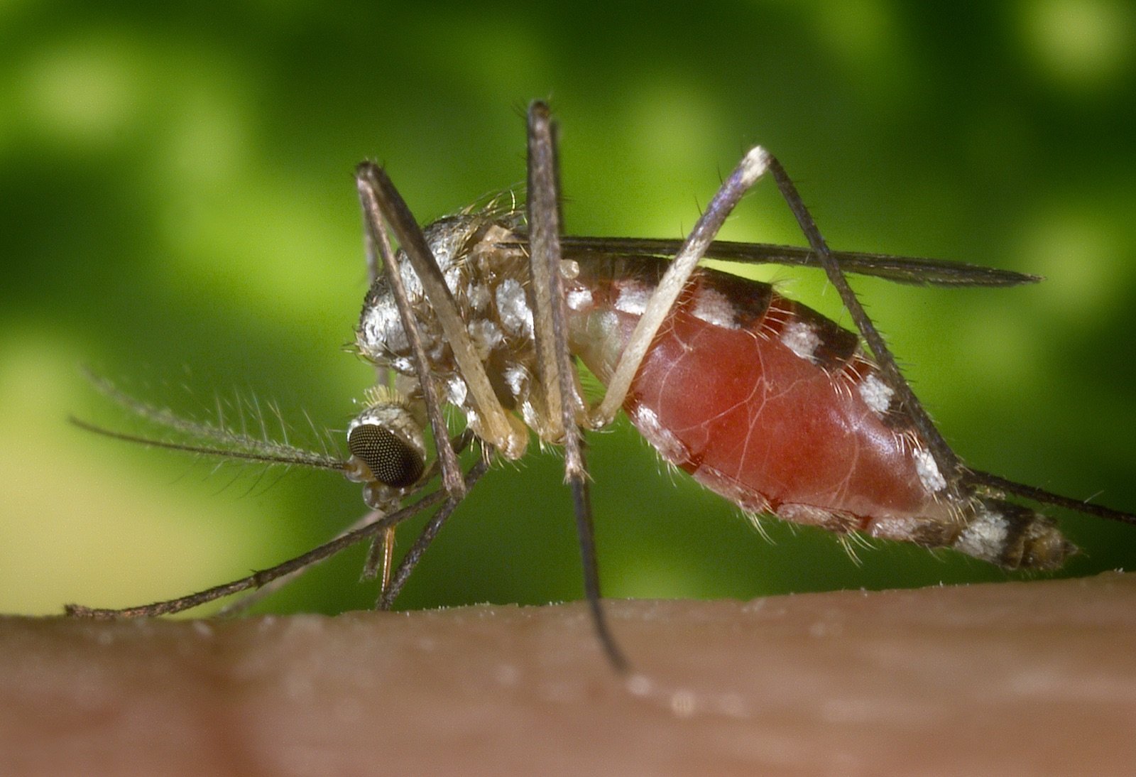 Aedes (Ochlerotatus) triseriatus, the eastern treehole mosquito, lateral view while blood feeding
