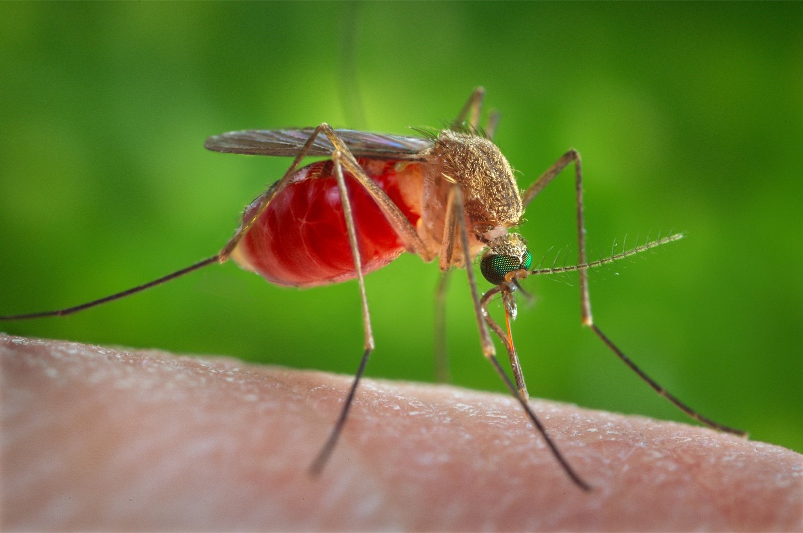 A Culex quinquefasciatus, the southern house mosquito, engorged with a blood meal on skin