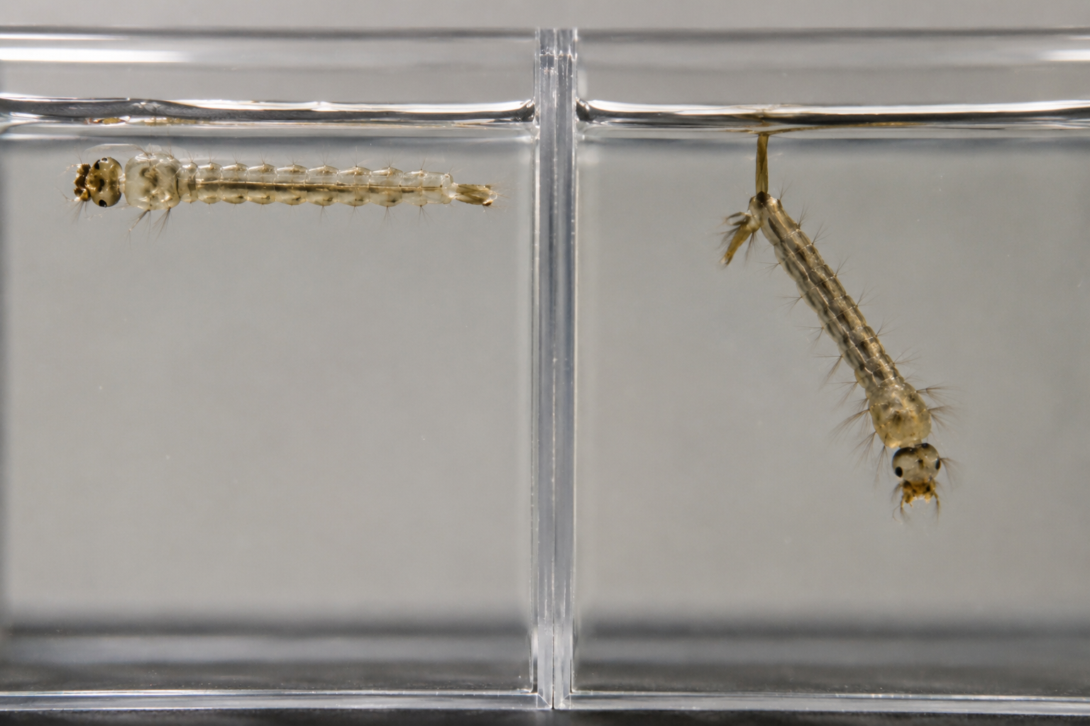 larvae-id-anopheles-vs-culex-aedes