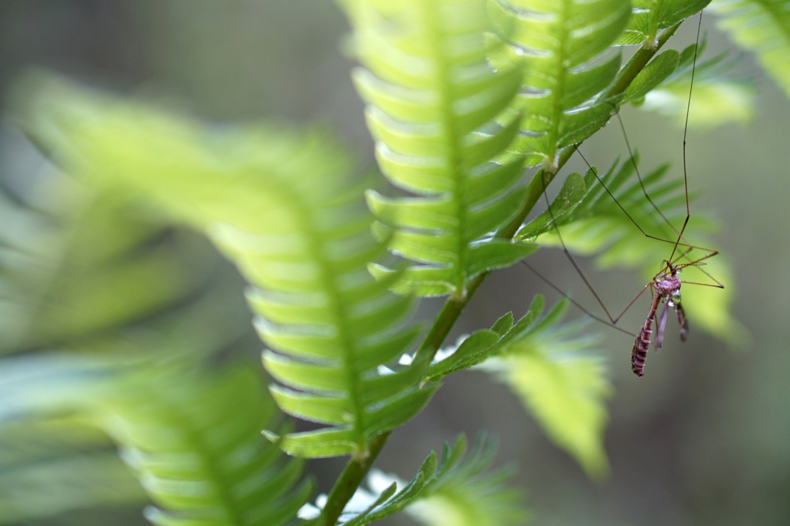 A long-legged crane fly resting on a fern frond, a harmless insect often mistaken for a giant mosquito